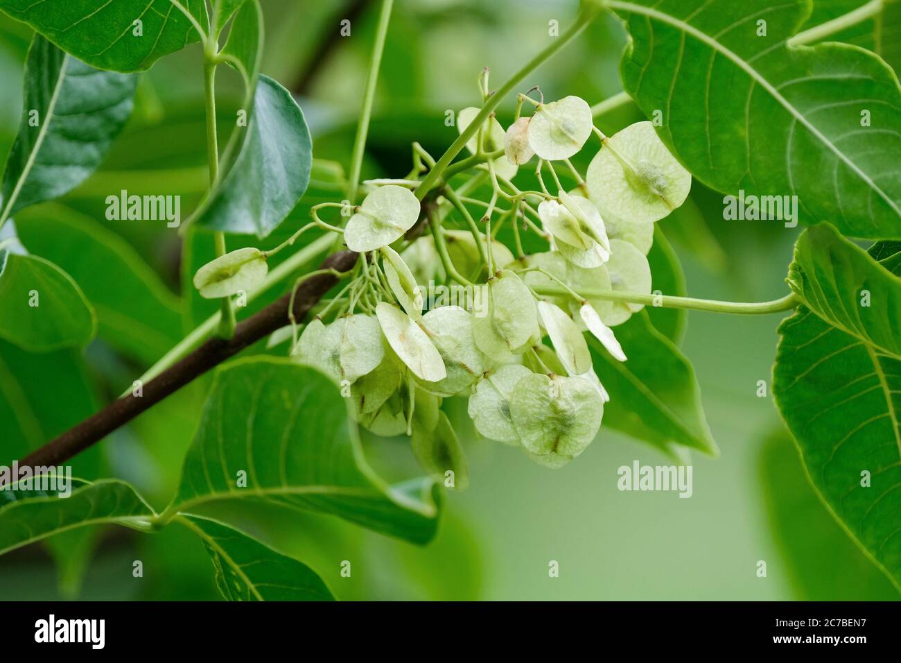 Hopfenartige Früchte, samara des Ptelea trifoliata, gewöhnlicher Hoptree, Waferasche, stinkende Asche, Skunk-Bus, der im Spätsommer auf einem Baum wächst Stockfoto