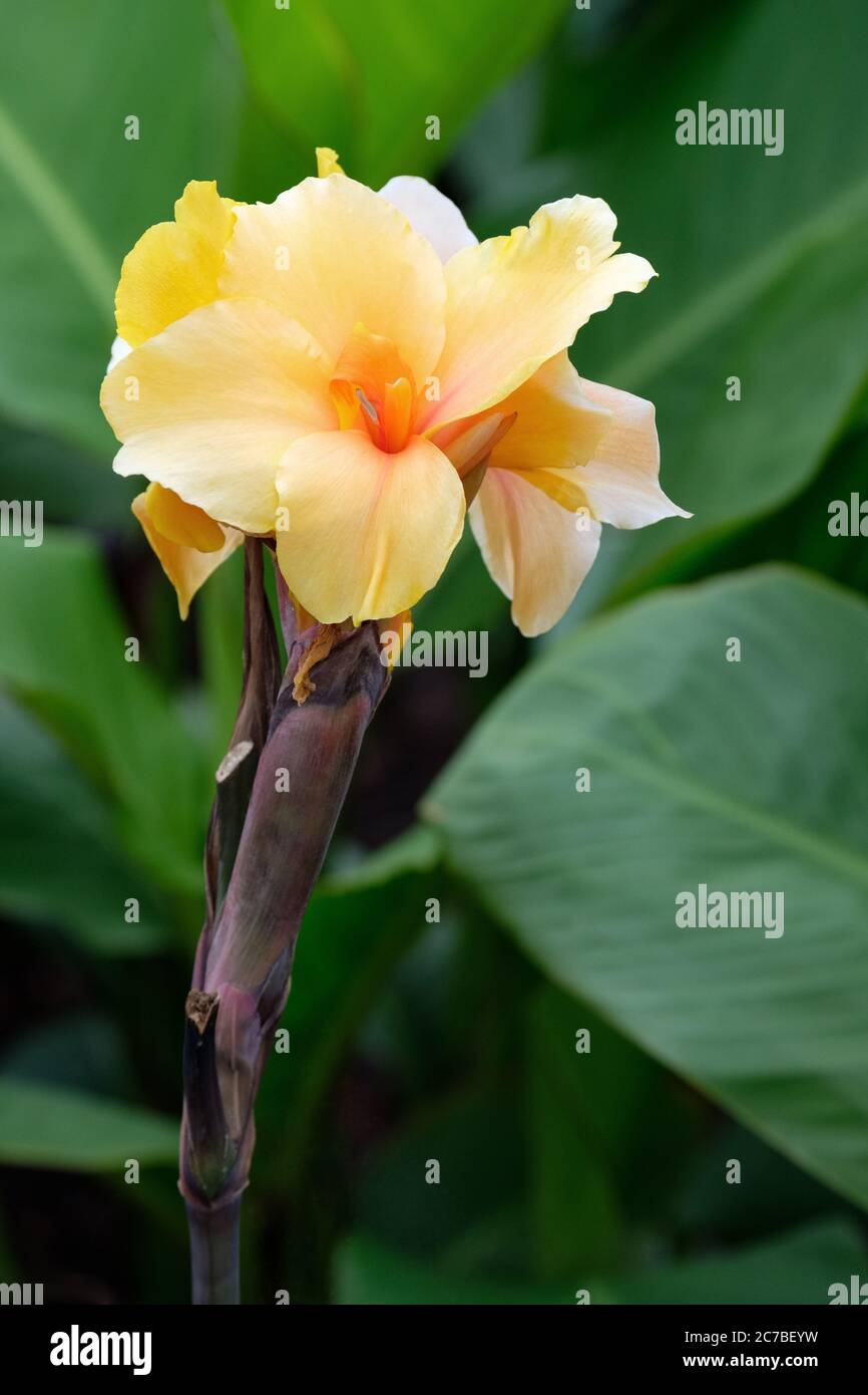 Gelbe Blüten der Canna 'Golden Orb'. Stockfoto