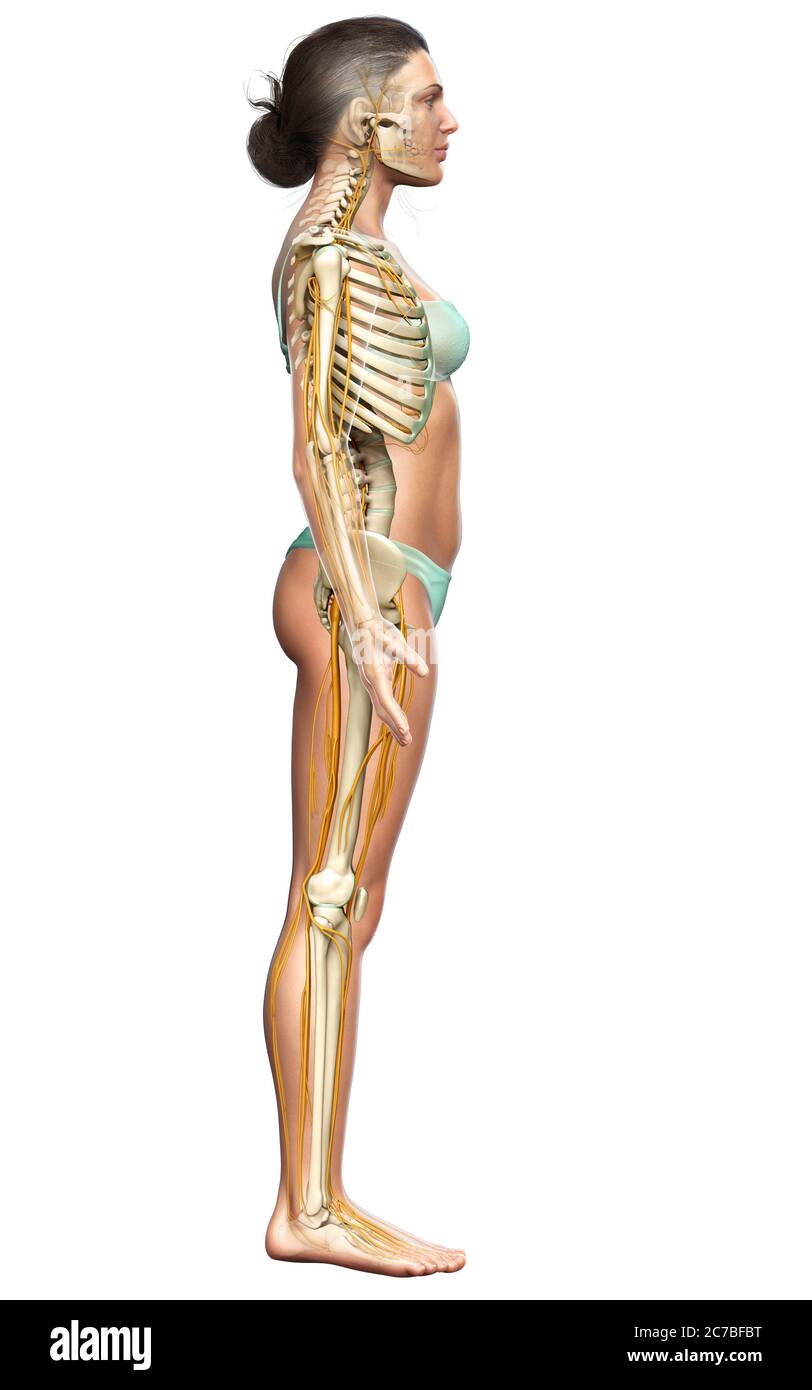 3d-Darstellung medizinisch akkurate Darstellung eines weiblichen Nervensystems und Skelettsystem Stockfoto