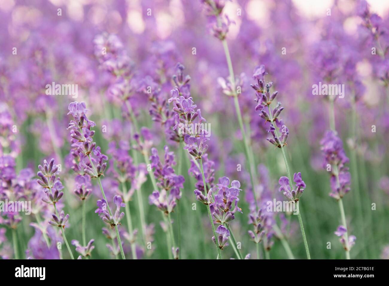 Harvesting Lavender In Provence France Stockfotos und -bilder Kaufen - Alamy