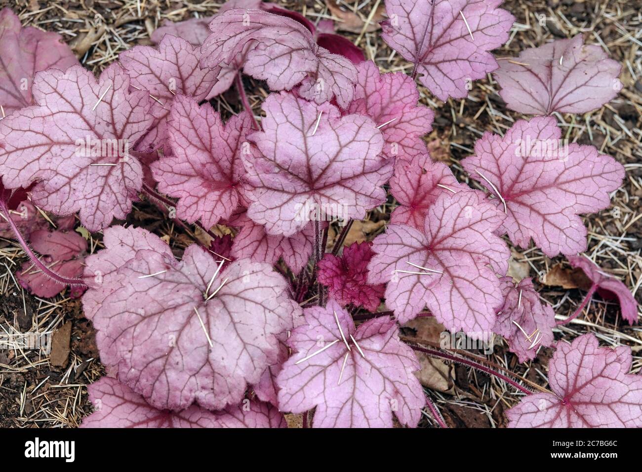 Schöne Klumpenbildung Heuchera „Georgia Pflaume“ Heuchera Dekorative Blätter Mehrjährige Gartenpflanze Lila Geäderte Blätter Heucheras Blätter Shady Hardy Stockfoto