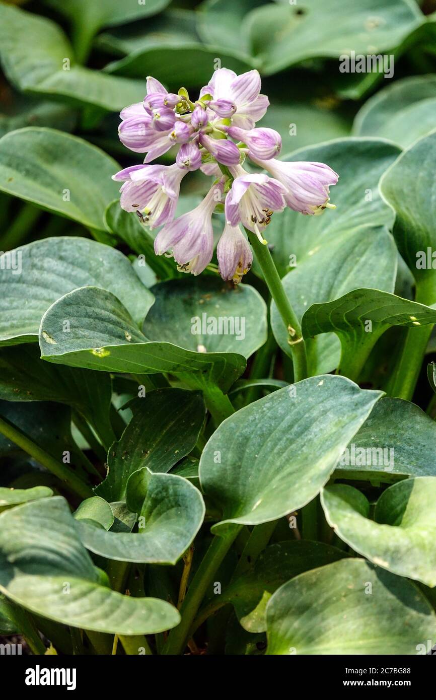 Hosta Blue Maus Ohren Stockfoto