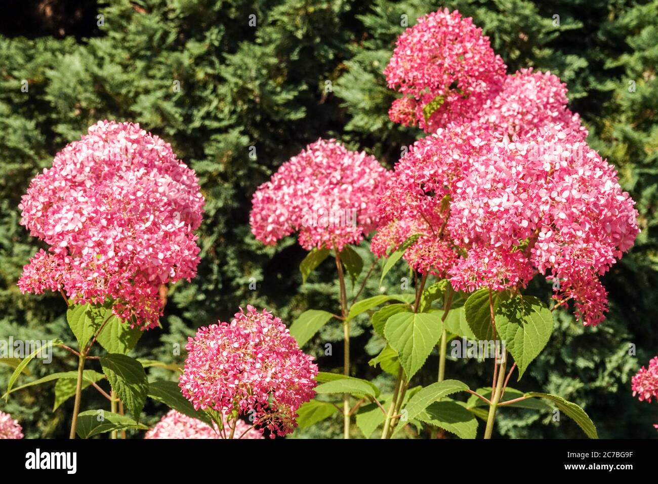 Rosa Hydrangea Invincibelle Spirit, Glatte Hydrangea Stockfoto