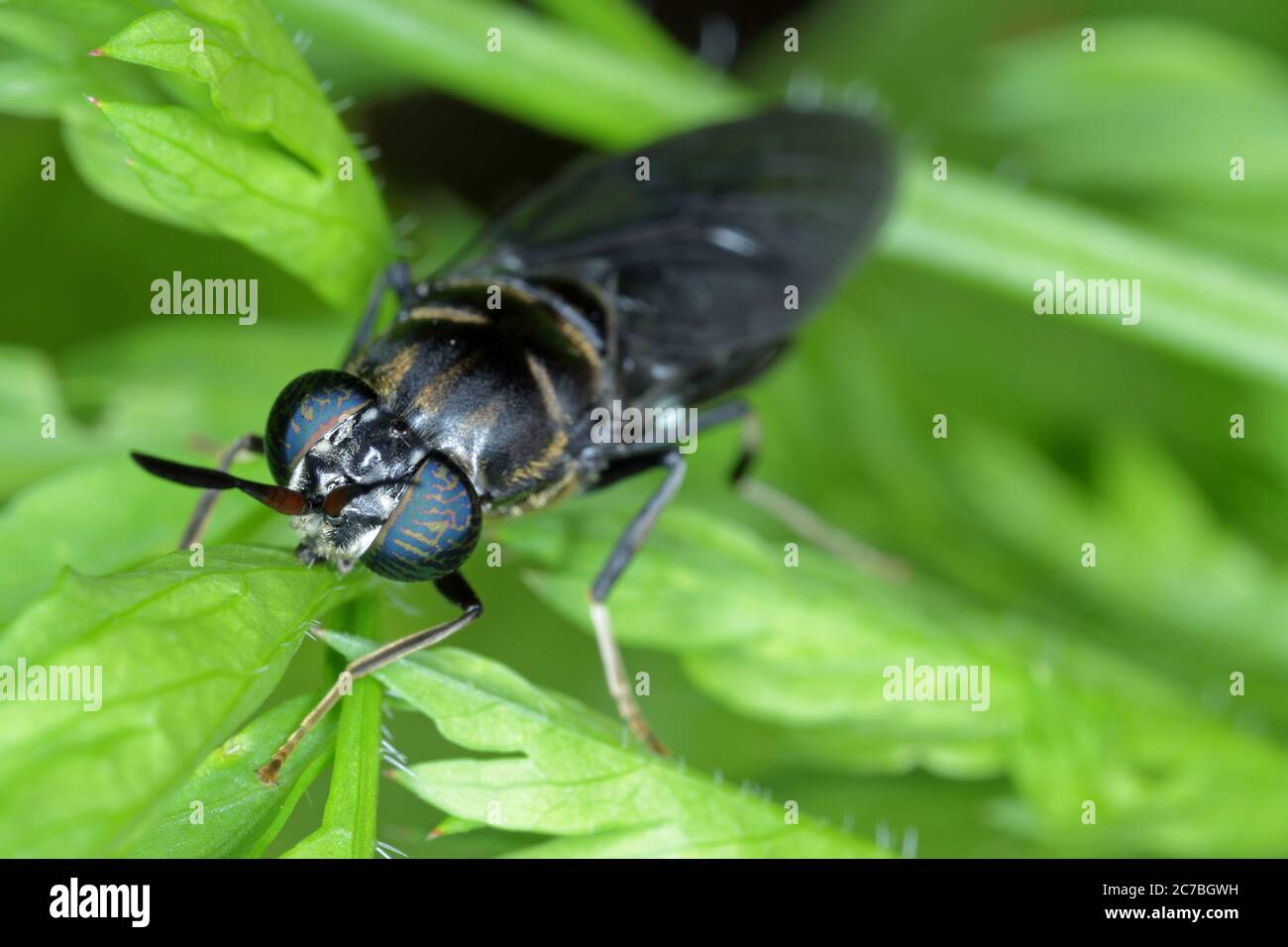 Black Soldier Fly - der lateinische Name ist Hermetia illucens. Nahaufnahme der Fliege, die auf einem Blatt sitzt. Diese Art wird bei der Produktion von Protein verwendet. Stockfoto