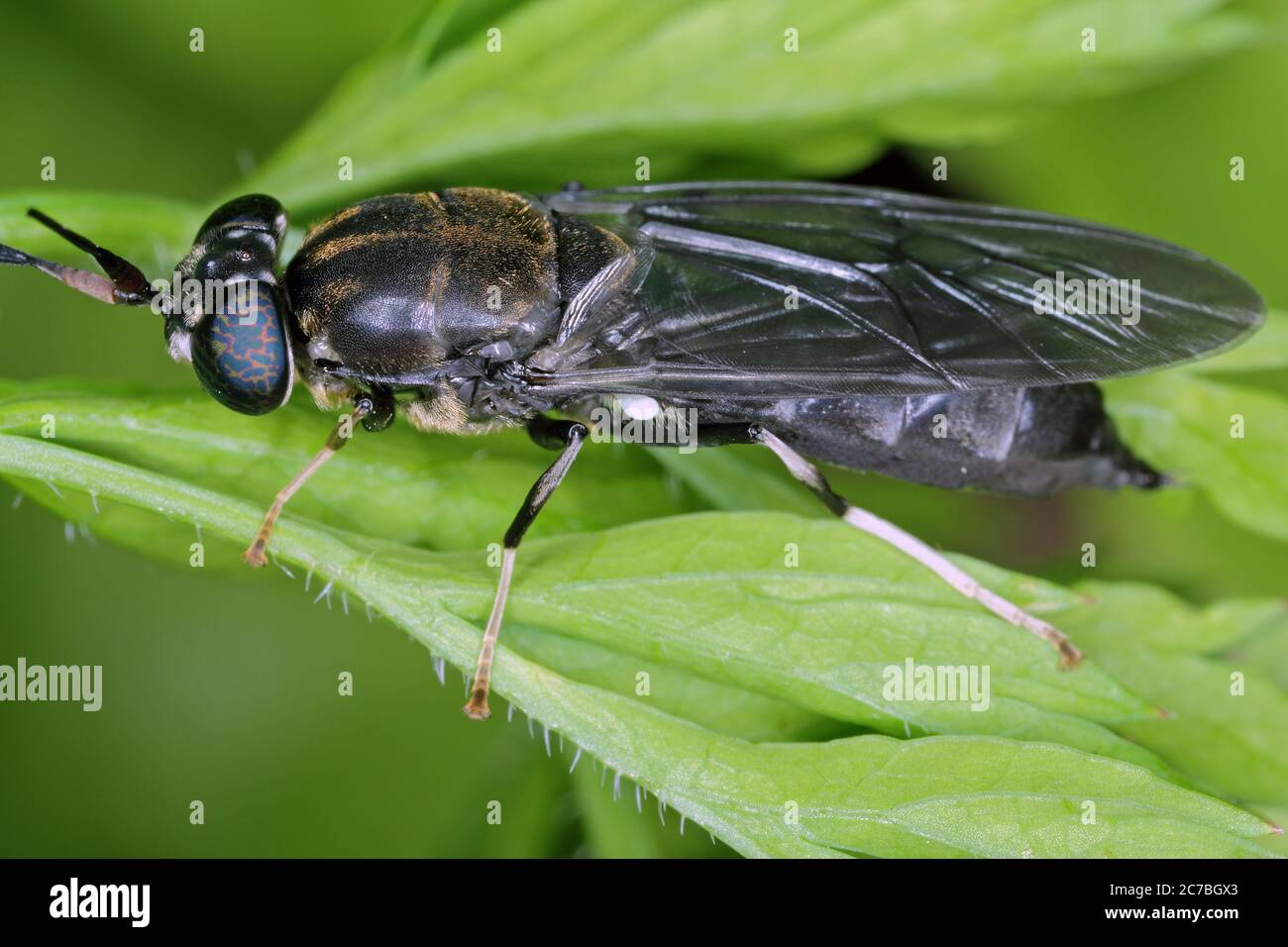 Black Soldier Fly - der lateinische Name ist Hermetia illucens. Nahaufnahme der Fliege, die auf einem Blatt sitzt. Diese Art wird bei der Produktion von Protein verwendet. Stockfoto