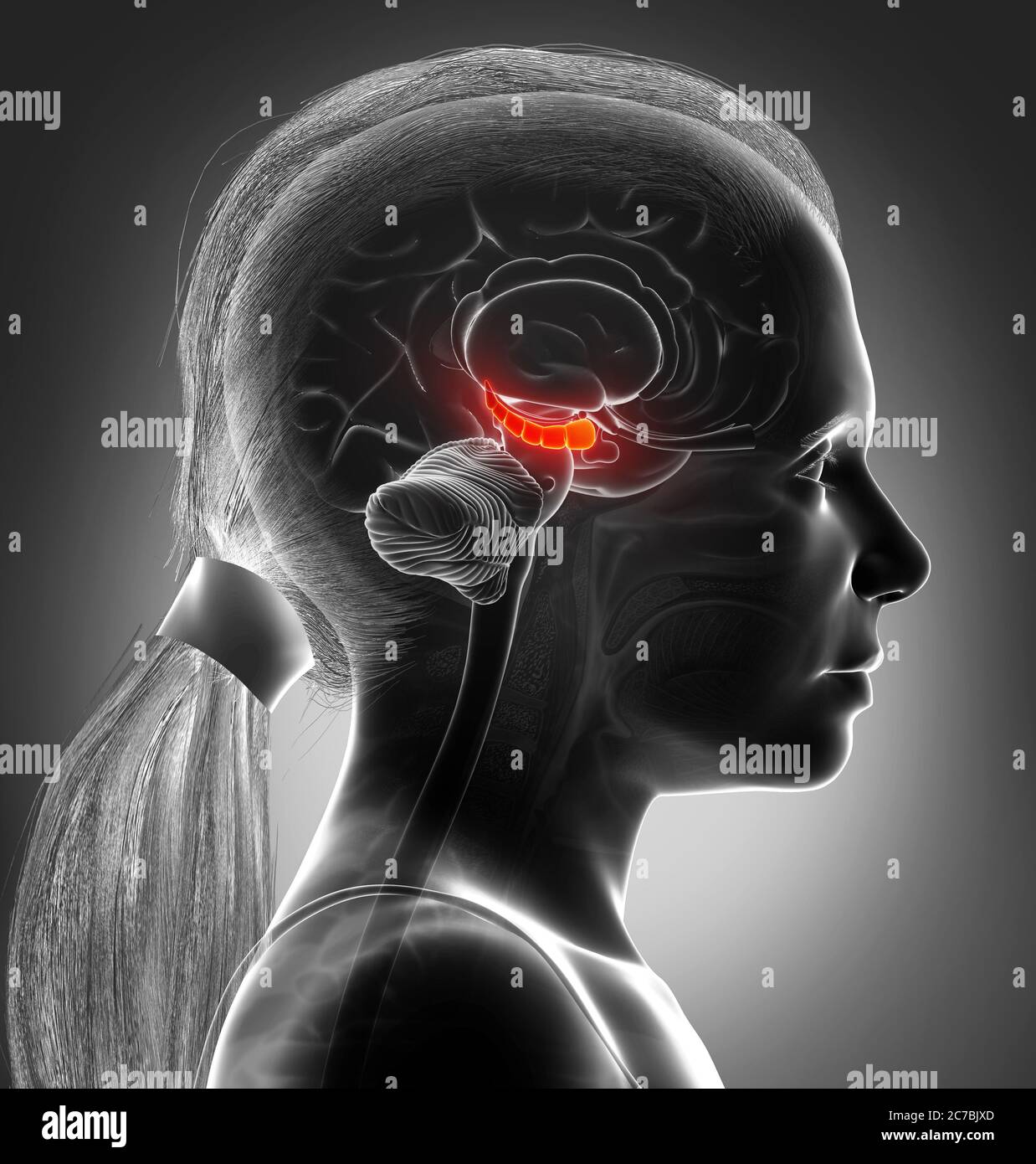 3d Rendering medizinische Illustration eines Mädchens Gehirn HYPPOCAMPUS Anatomie - Querschnitt Stockfoto