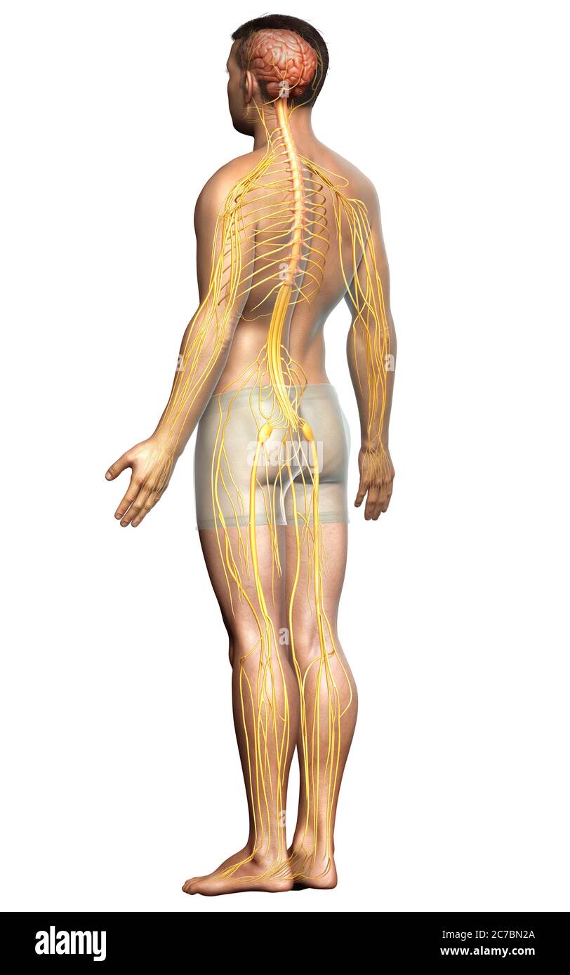 3d-Darstellung medizinisch akkurate Darstellung eines männlichen Nervensystems Stockfoto