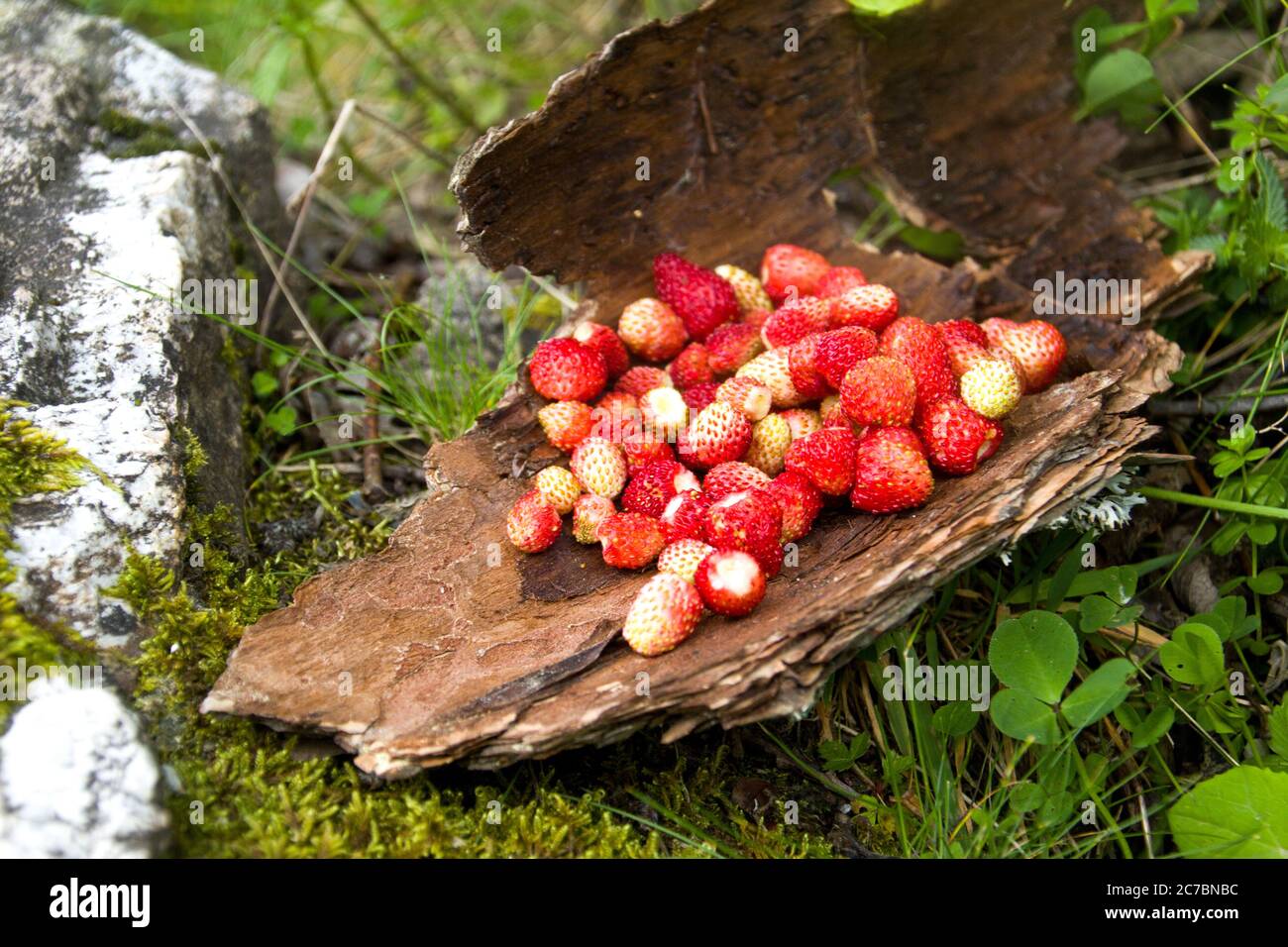 Eine Handvoll wilder Erdbeeren auf einer Baumkruste Stockfoto