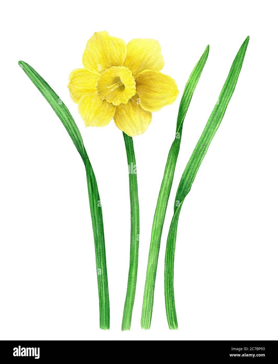 Gelbe Daffodil Vintage Aquarell Illustration. Aus botanischer Sammlung Stockfoto