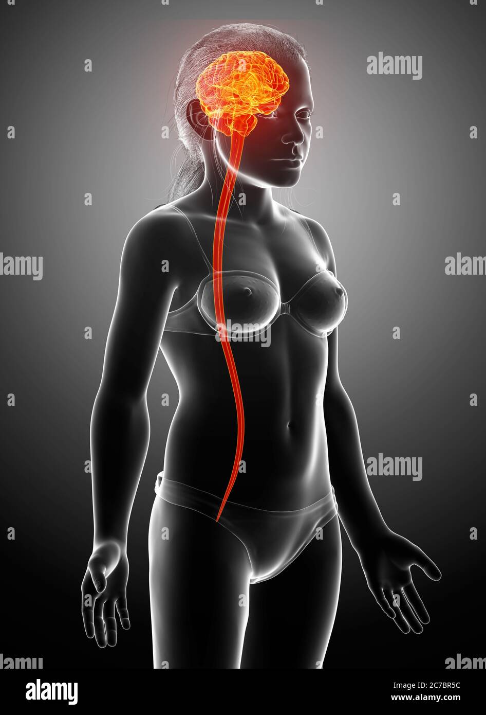 3d gerendert medizinisch genaue Illustration von jungen Mädchen Gehirn Stockfoto