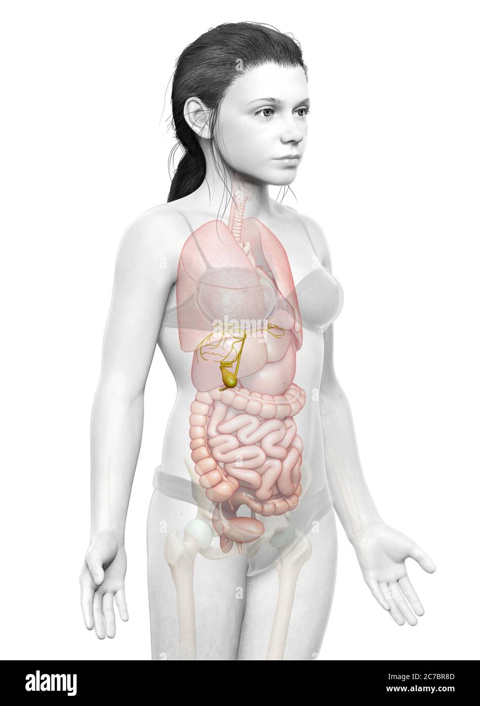 3d gerendert medizinisch genaue Illustration der jungen Mädchen Organe Gallenblase Anatomie Stockfoto