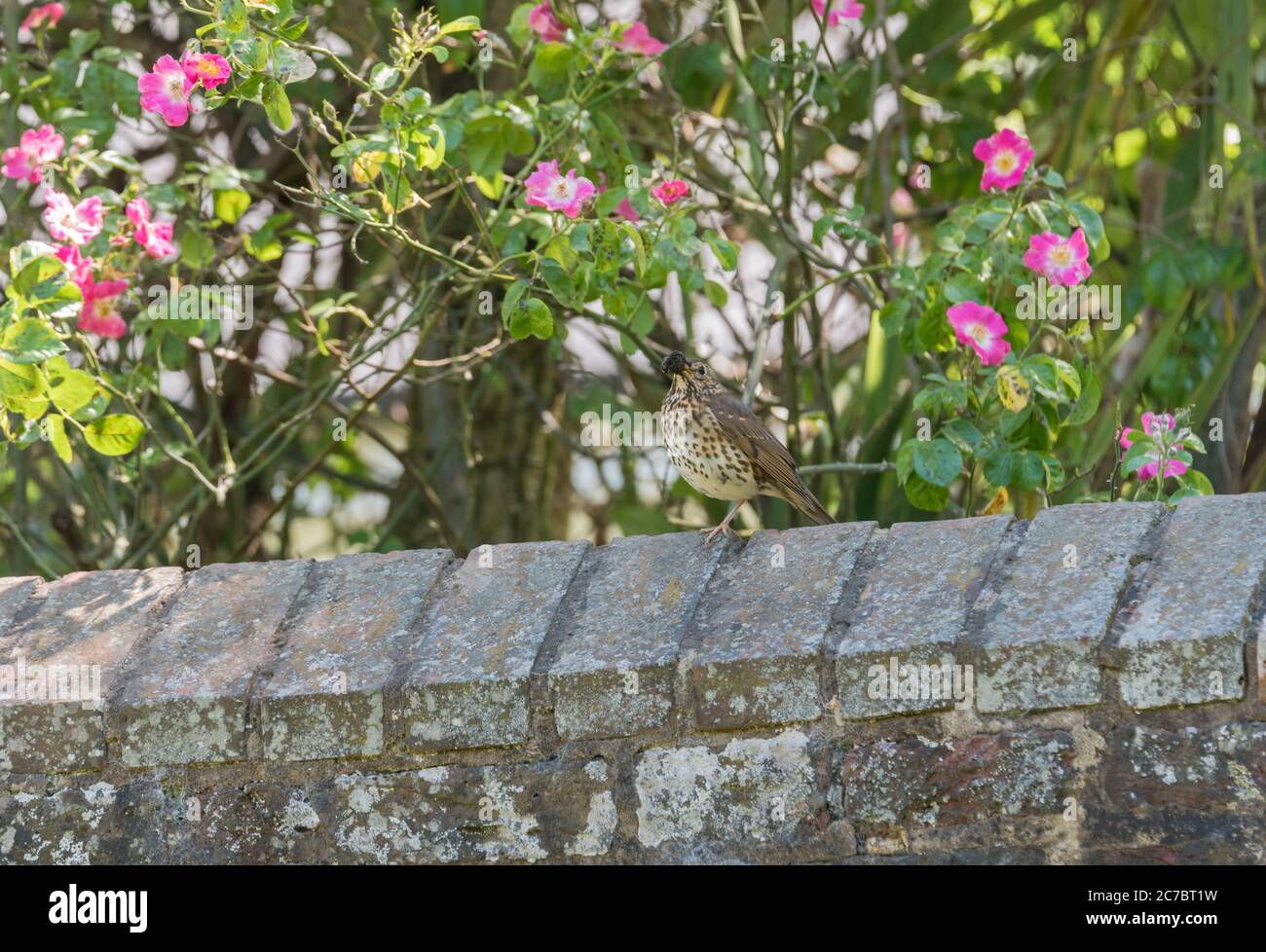 Singdrossel (Turdus philomelos) mit einem Schnabel voller Schlamm Stockfoto