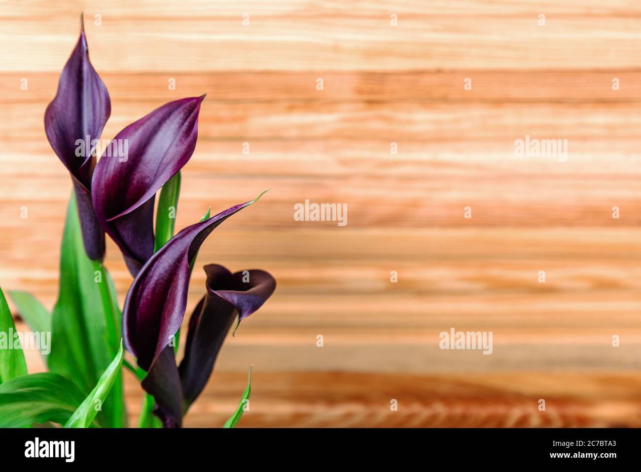 Burgund Calla Lilien auf dem Hintergrund von Holzzaun mit Kopierraum. Home Blumen auf Balkon, Garten Veranda Moderne Terrasse.Home Gartenarbeit Stockfoto