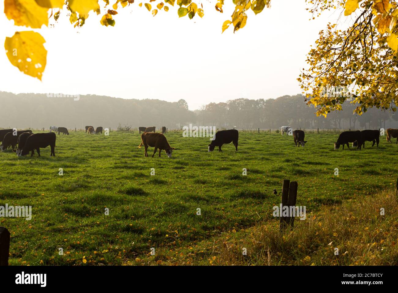 Grasende Braford Rinder auf Wiese im Herbst mit bunten Blättern im Vordergrund Stockfoto