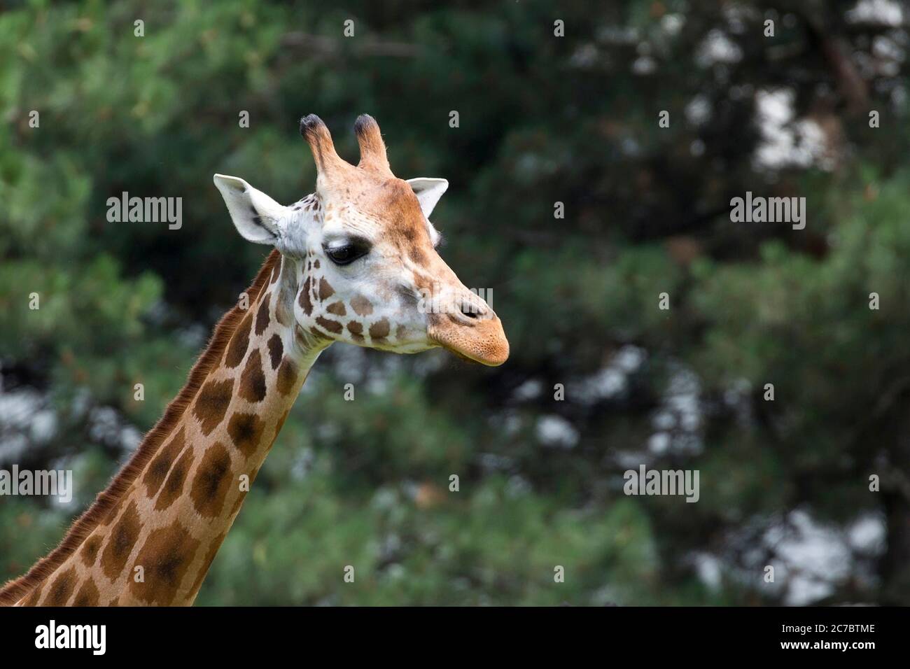 Giraffe ein Porträt Stockfoto