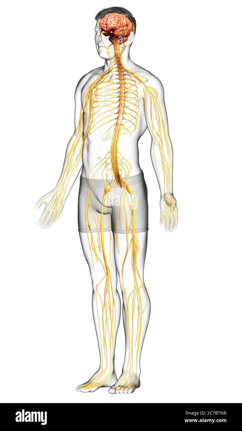 3d-Darstellung medizinisch akkurate Darstellung eines männlichen Nervensystems Stockfoto