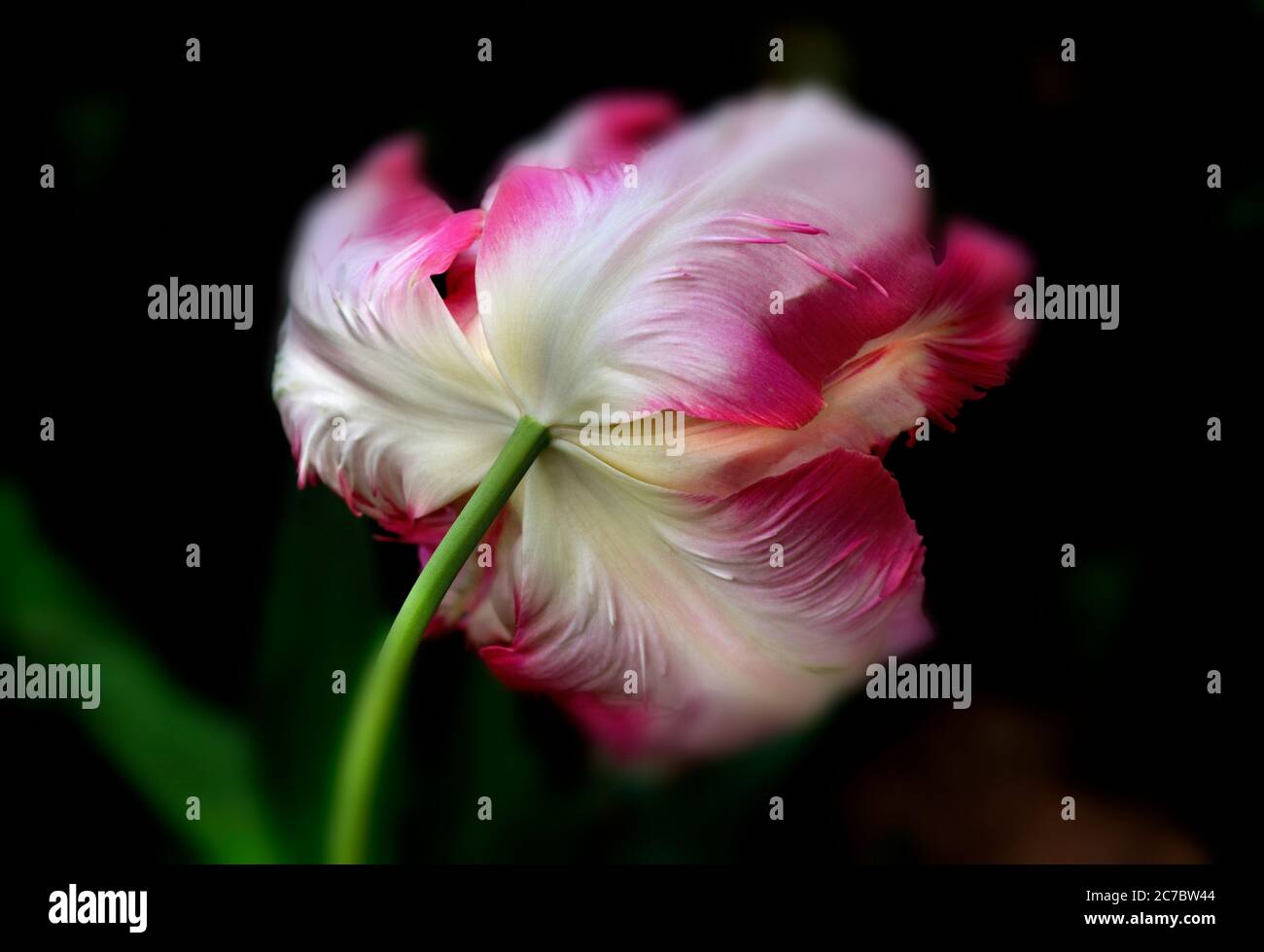 Verschwommene weiße rote Papageientulpe Stockfoto
