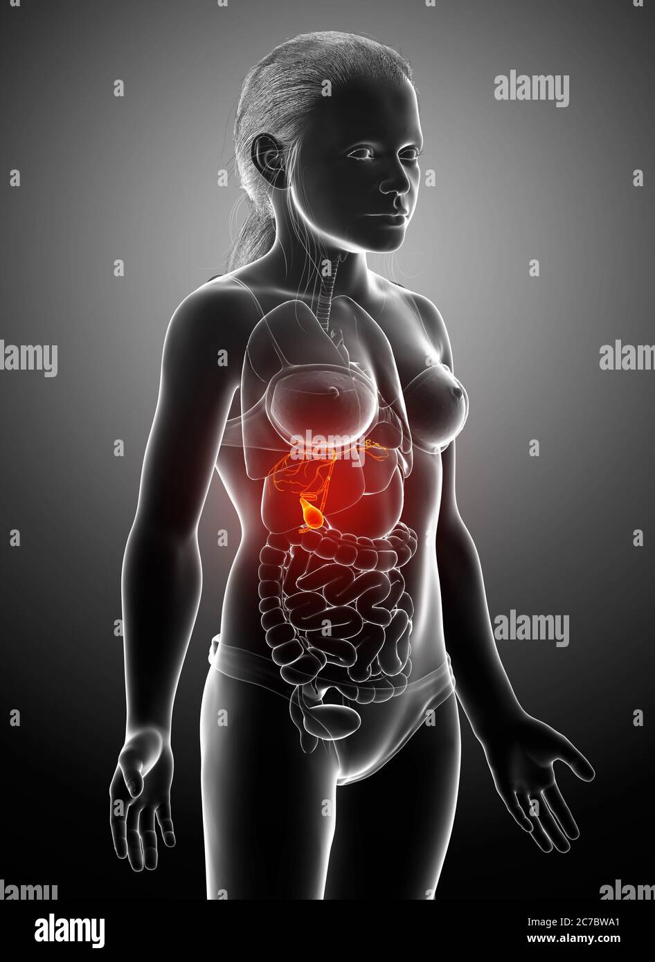 3d gerendert medizinisch genaue Illustration von Mädchen Organe Gallenblase Anatomie Stockfoto