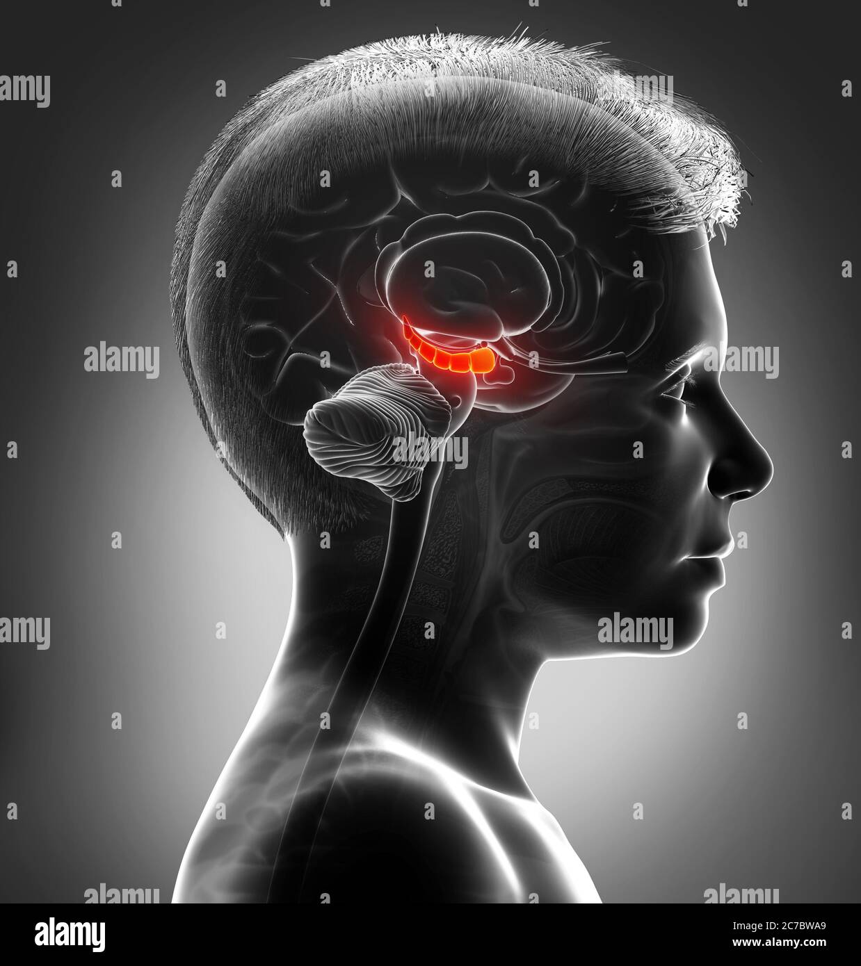 3d Rendering medizinische Illustration eines Jungen Gehirn HYPPOCAMPUS Anatomie - Querschnitt Stockfoto