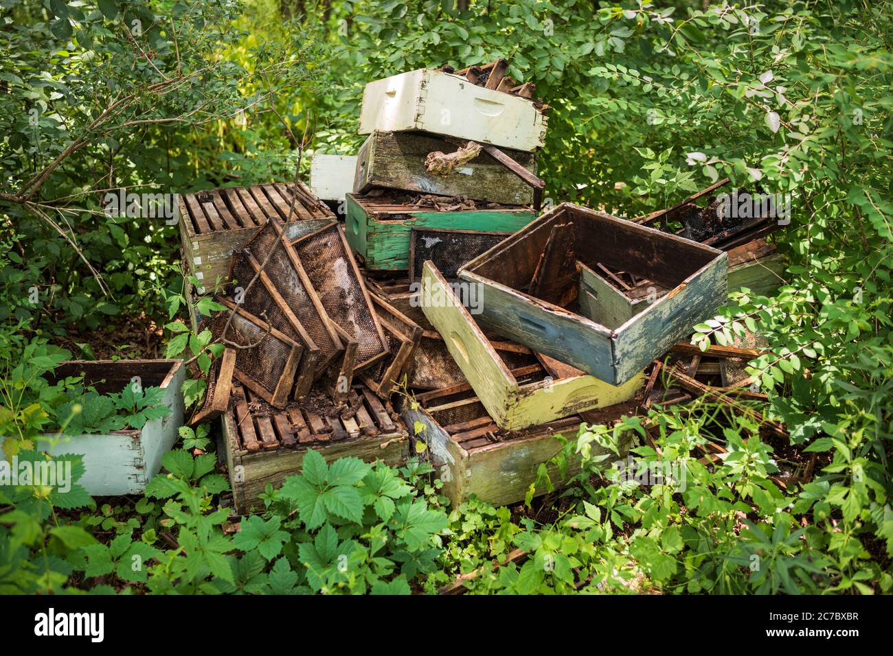 Ein Nahaufnahme-Bild, das die Details eines ausrangierten Bienenstocks zeigt, der aus Holz besteht und in einem von grünen Vegi umgebenen Waldgebiet gefunden wurde Stockfoto