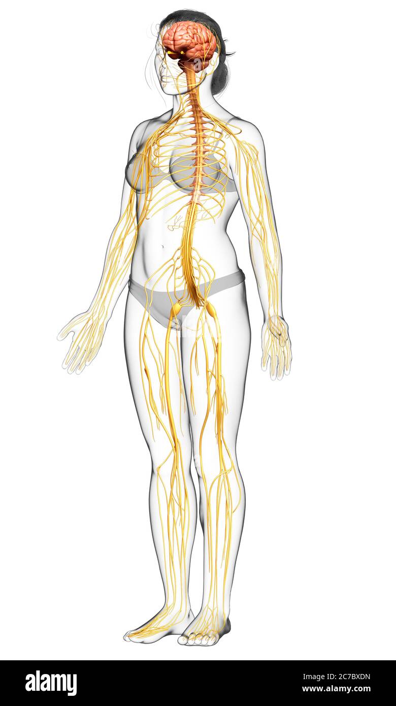 3d-Darstellung medizinisch akkurate Darstellung eines weiblichen Nervensystems Stockfoto