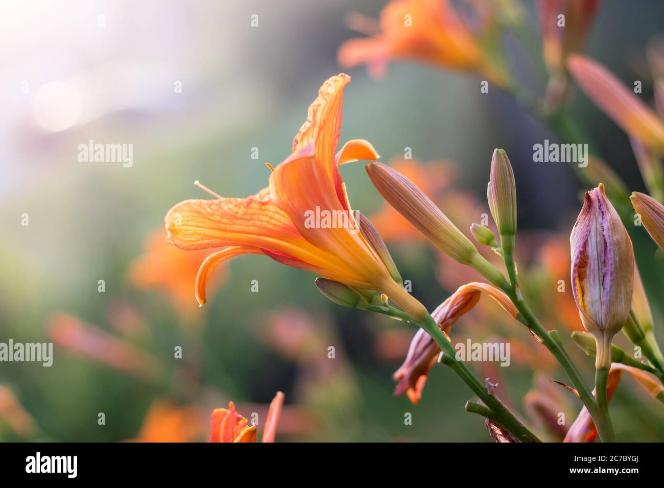 Die orangefarbene Taglilie (Hemerocallis fulva) - schöne blühende Blume, im Garten Stockfoto