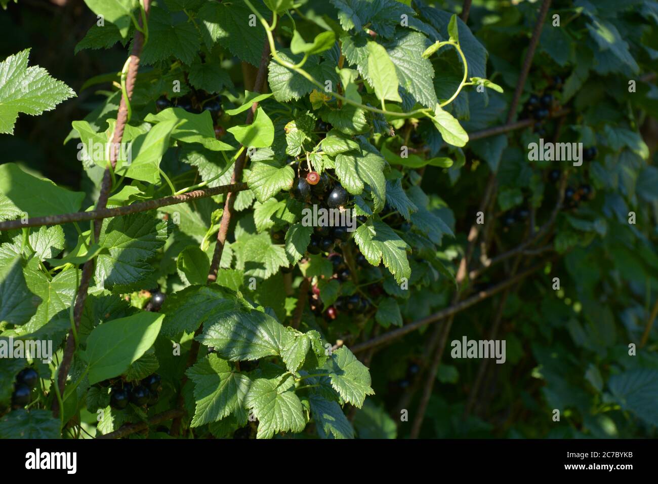 Schwarze Johannisbeeren auf Strauch in der Sommersonne Stockfoto