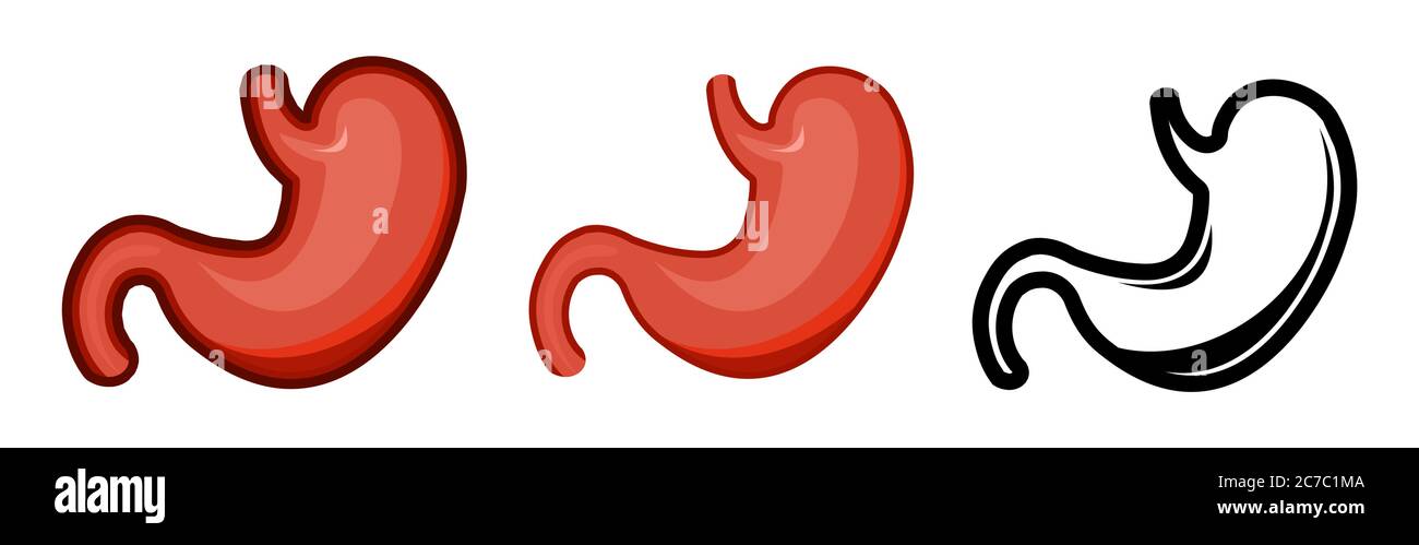 Gesunder menschlicher Magen. Ganz. Setzen. Farbbild und monochromes Symbol. Eine Serie von Illustrationen zu den inneren Organen. Isoliertes Vektorobjekt auf einem Whit Stock Vektor