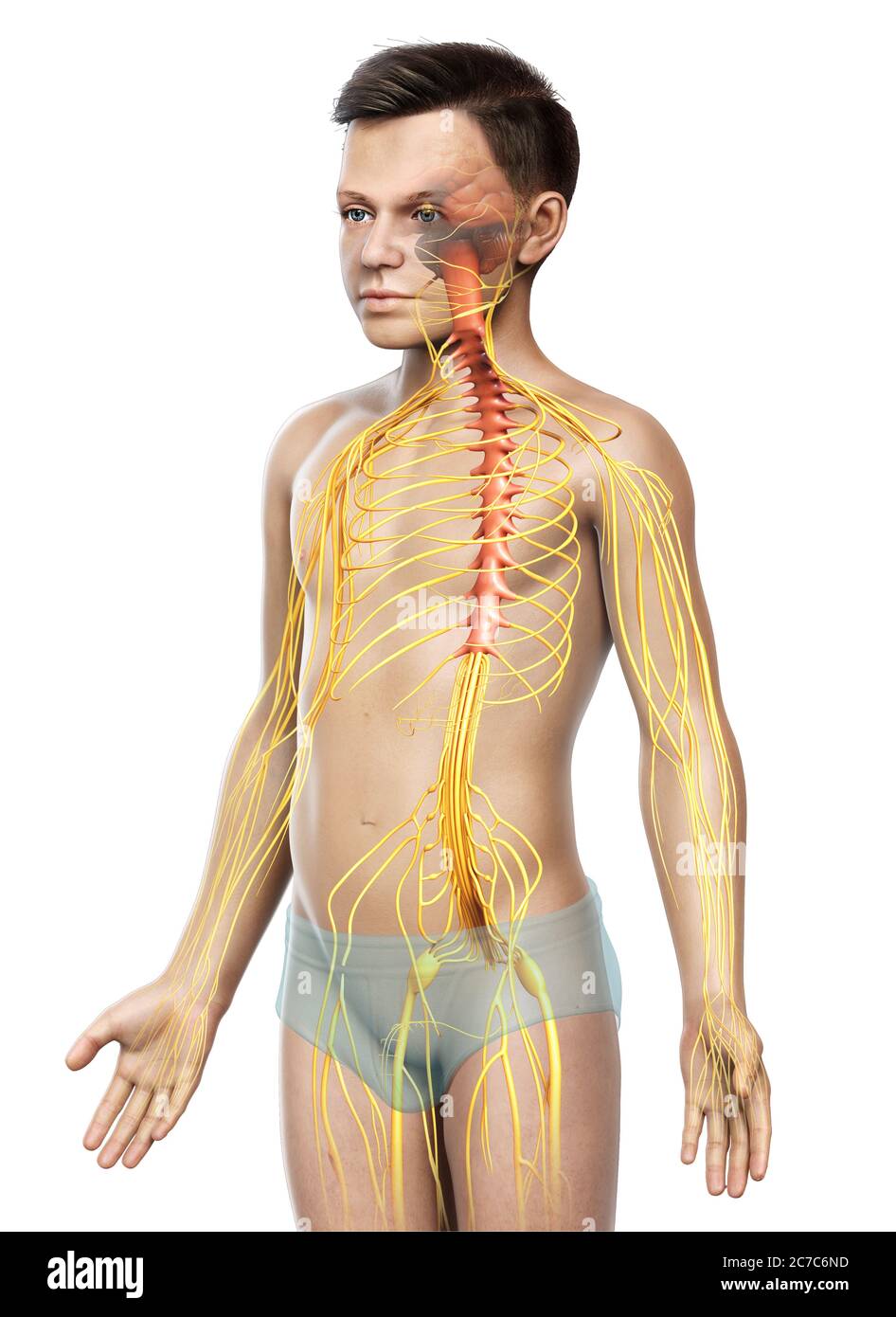 3d-gerendert medizinisch genaue Darstellung eines jungen Nervensystem Stockfoto