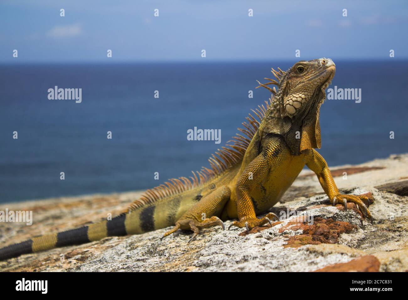 Nahaufnahme eines gelblich-grünen Leguans, der auf einem ruhend ist Rock Stockfoto