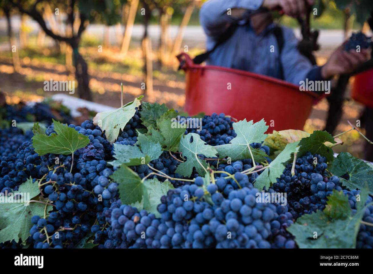 Schwarze Weinlese in Apulien, Italien Stockfoto