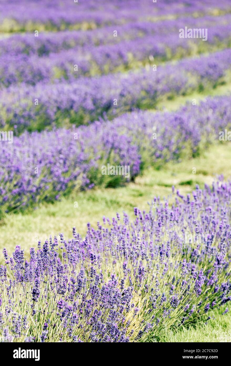 Reihen von Cotswolds Lavendel auf Snowshill Lavendel Farm. Stockfoto