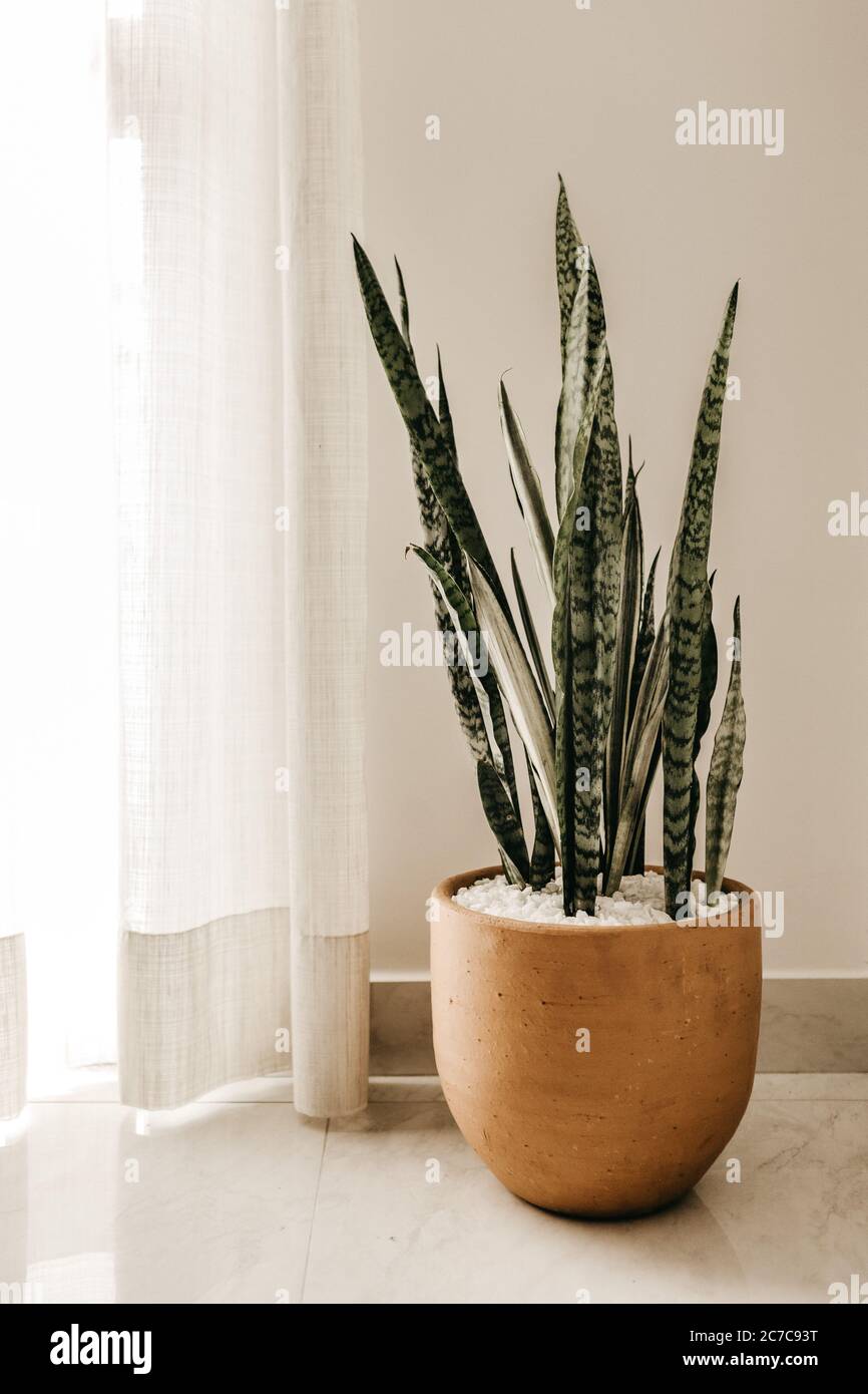 Vertikale Aufnahme einer silbernen Schlangenpflanze in braun Topf in der Nähe von weißen Vorhängen Stockfoto
