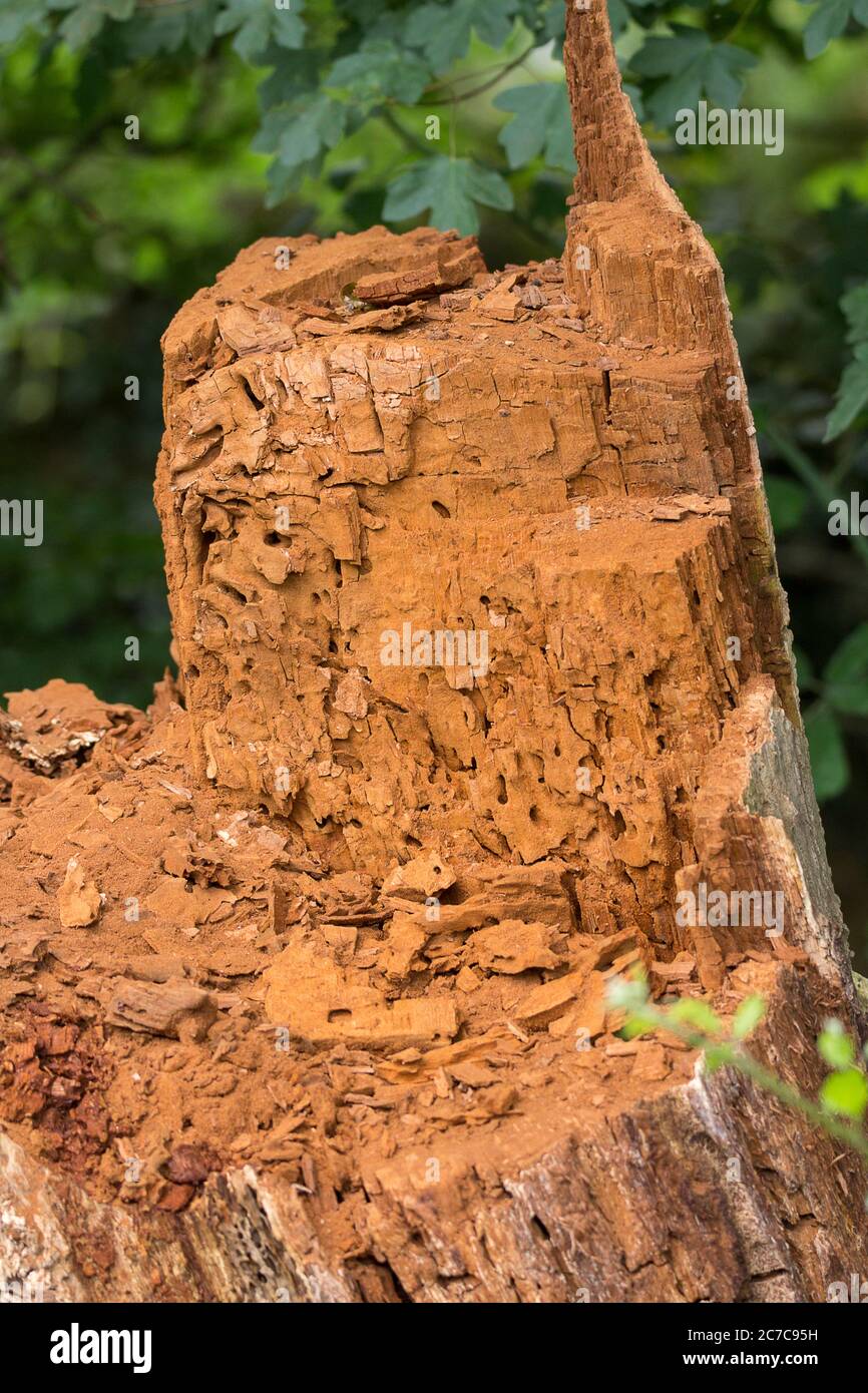 Zerbröckelnder orange-roter, verfaulender Baumstumpf am Flussufer, der sich in der Umgebung mit verfallendem Holz ausbreitet. Zerlegt von Tieren, die nach Insekten suchen. Stockfoto