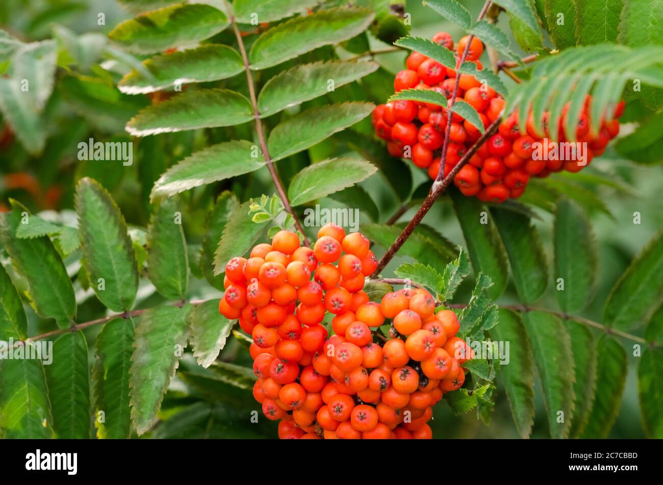 Sorbus aucuparia, bekannt als Eberesche oder BergEsche Strauch mit