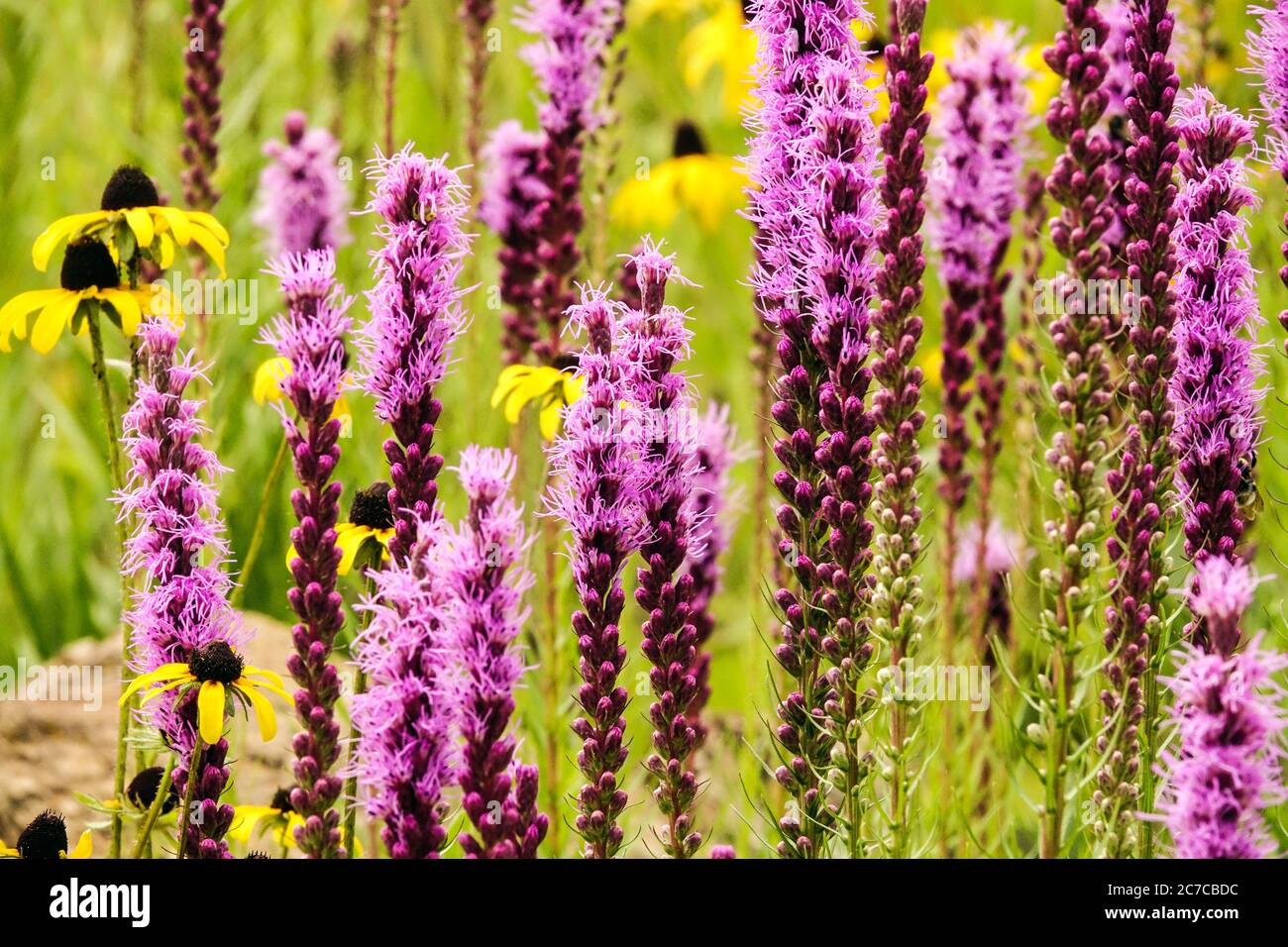 Liatris spicata Dense Blazing Star juli blüht Wiese blühen Stockfoto