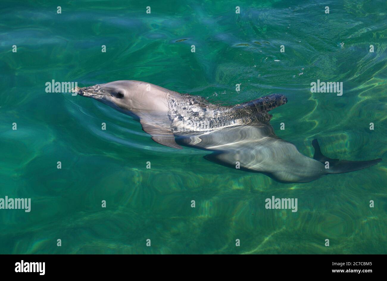 Ein an der Küste flaschennasiger Delfin bricht die Oberfläche in den flachen Gewässern einer Mündung in der Karibik. Costa Maya. Mexiko. Stockfoto