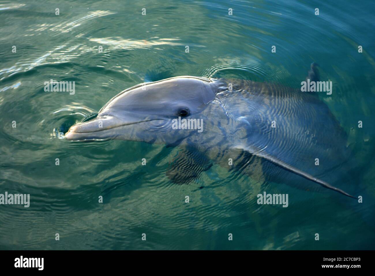 Ein an der Küste flaschennasiger Delfin bricht die Oberfläche in den flachen Gewässern einer Mündung in der Karibik. Costa Maya. Mexiko. Stockfoto