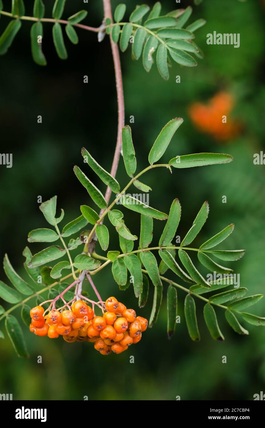 Rote frucht eberesche rowan sorbus aucuparia baum Stockfotos und