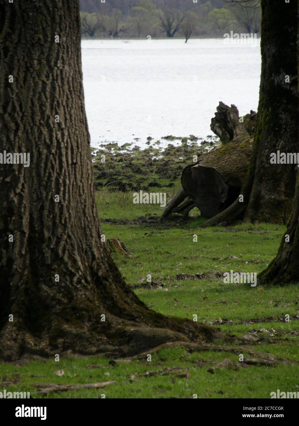 See im Wald, Lonjsko polje, Kroatien Stockfoto