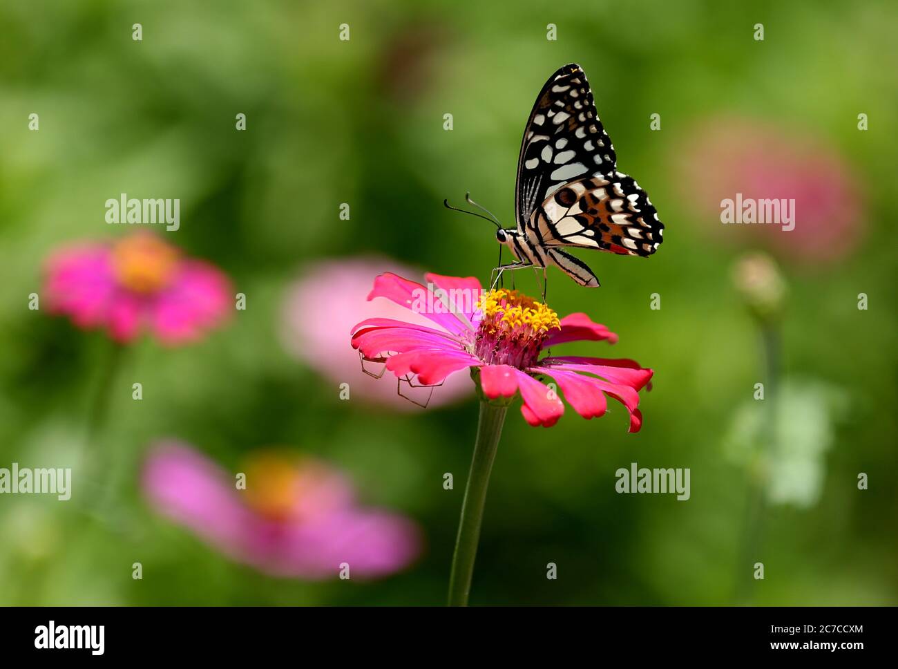 Yangon, Myanmar. Juli 2020. Ein Schmetterling sammelt Pollen aus einer Blume am Stadtrand von Yangon, Myanmar, 16. Juli 2020. Quelle: U Aung/Xinhua/Alamy Live News Stockfoto