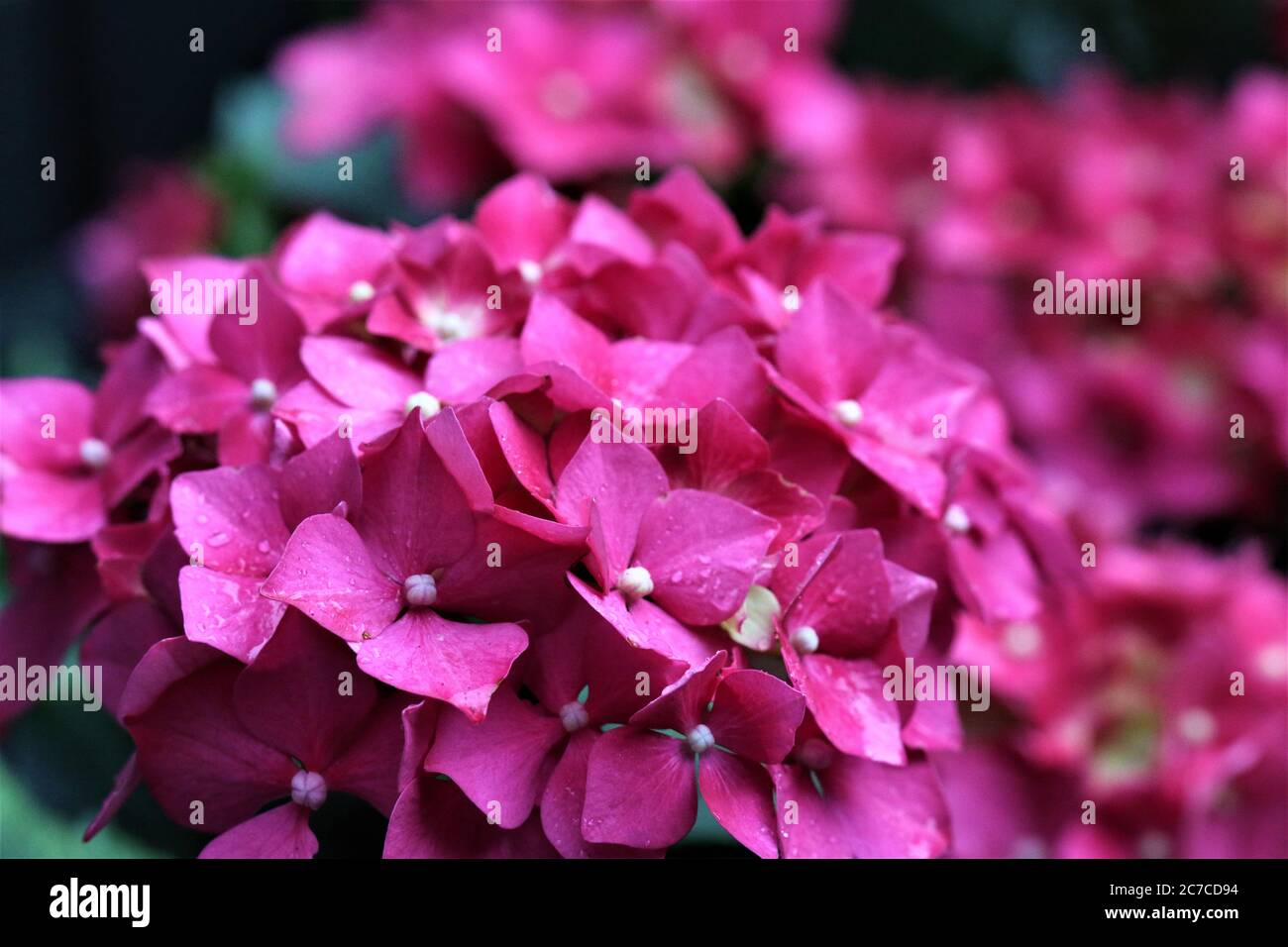 Rosa Hortensien blühen nass vom Regen Stockfoto
