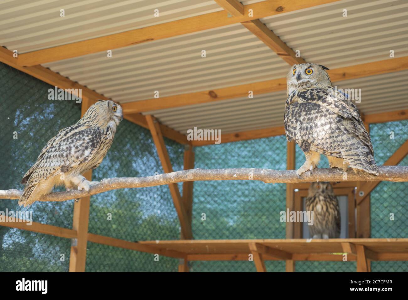 Donaudelta, Vylkove, Odessa R, Ukraine, Osteuropa. Juli 2020. DONAU DELTA, VYLKOVE, ODESSA OBLAST, UKRAINE - JULE 11, 2020: Rewilding Europe veröffentlichte drei eurasische Adler-Eule (Bubo bubo) im Donaudelta in die Ukraine Kredit: Andrey Nekrasov/ZUMA Wire/Alamy Live News Stockfoto