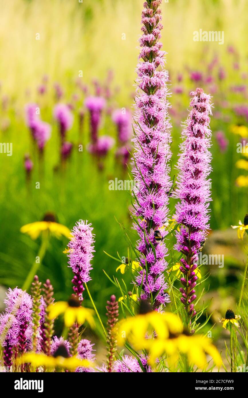 Lila juli Garten Blazing Star Gayfather Liatris spicata Stockfoto