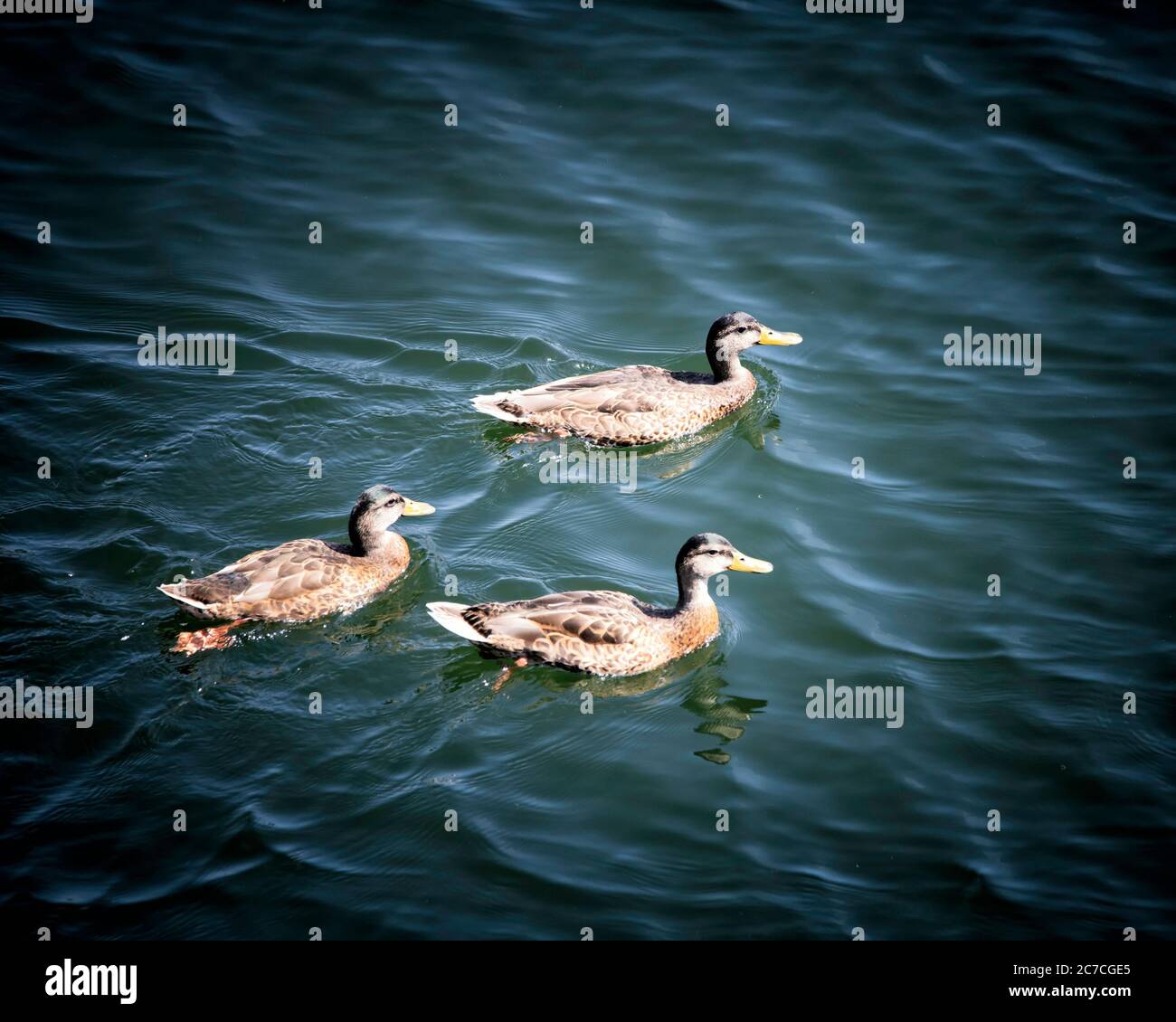 Ein Trio von Mallards (Anas platyryhnchos) schwimmen in Lake Hollywood, Los Angeles, CA. Stockfoto