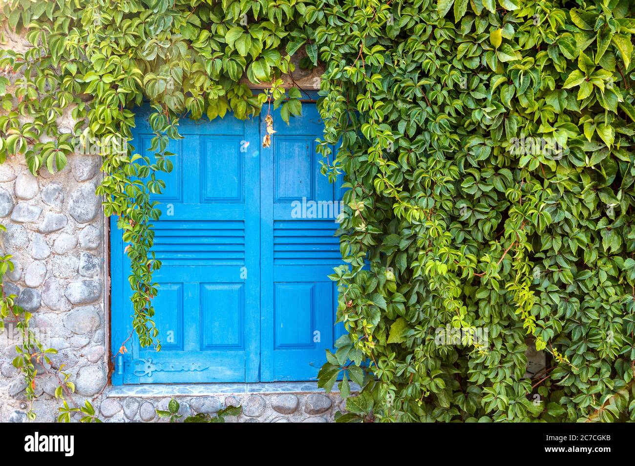 Geschlossenes blaues Holzfenster, fast umgeben von Efeu, im Dorf Mesotopos, auf der Insel Lesbos, Griechenland, Europa. Stockfoto