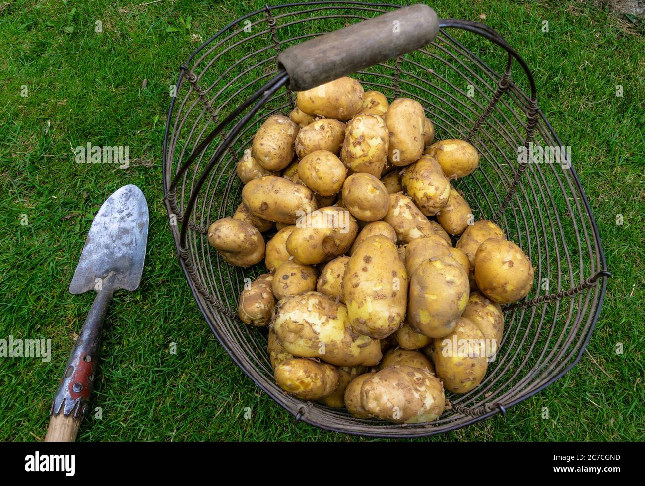 Frisch geerntete neue Kartoffeln trocknen in alten Metallkorb Stockfoto