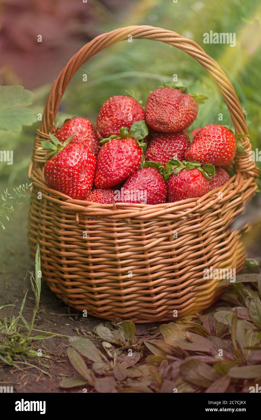 Erdbeere mit Blatt und blühende Blume aus nächster Nähe. Erdbeeren an sonnigen Tagen. Reife Sommer rote Garten Erdbeere Stockfoto