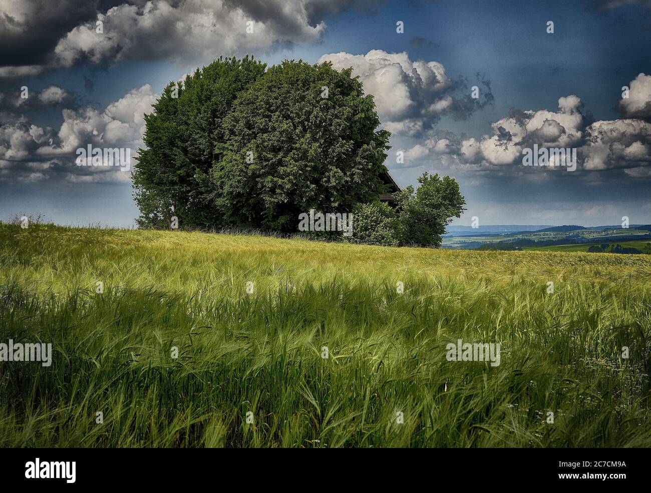 Breite Aufnahme eines isolierten grünen Baumes auf dem Feld Von Gras unter dem blau bewölkten Himmel im Frühling Stockfoto