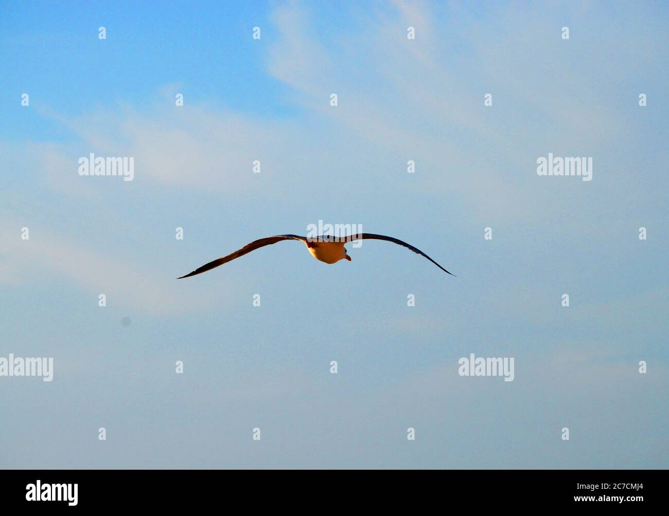 Der Möwenflug Stockfoto